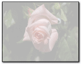 福山バラ公園に
植えられている薔薇の写真